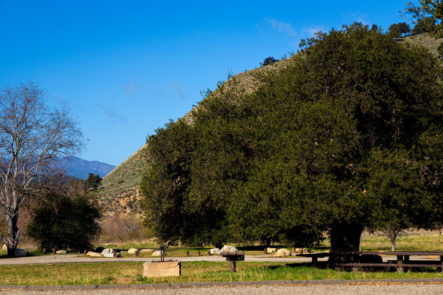 A photo of Site LIVE OAK of Loop OAK at SAGE HILL with Picnic Table