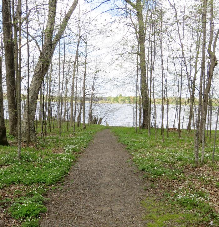 Trail to the lake from Site P6