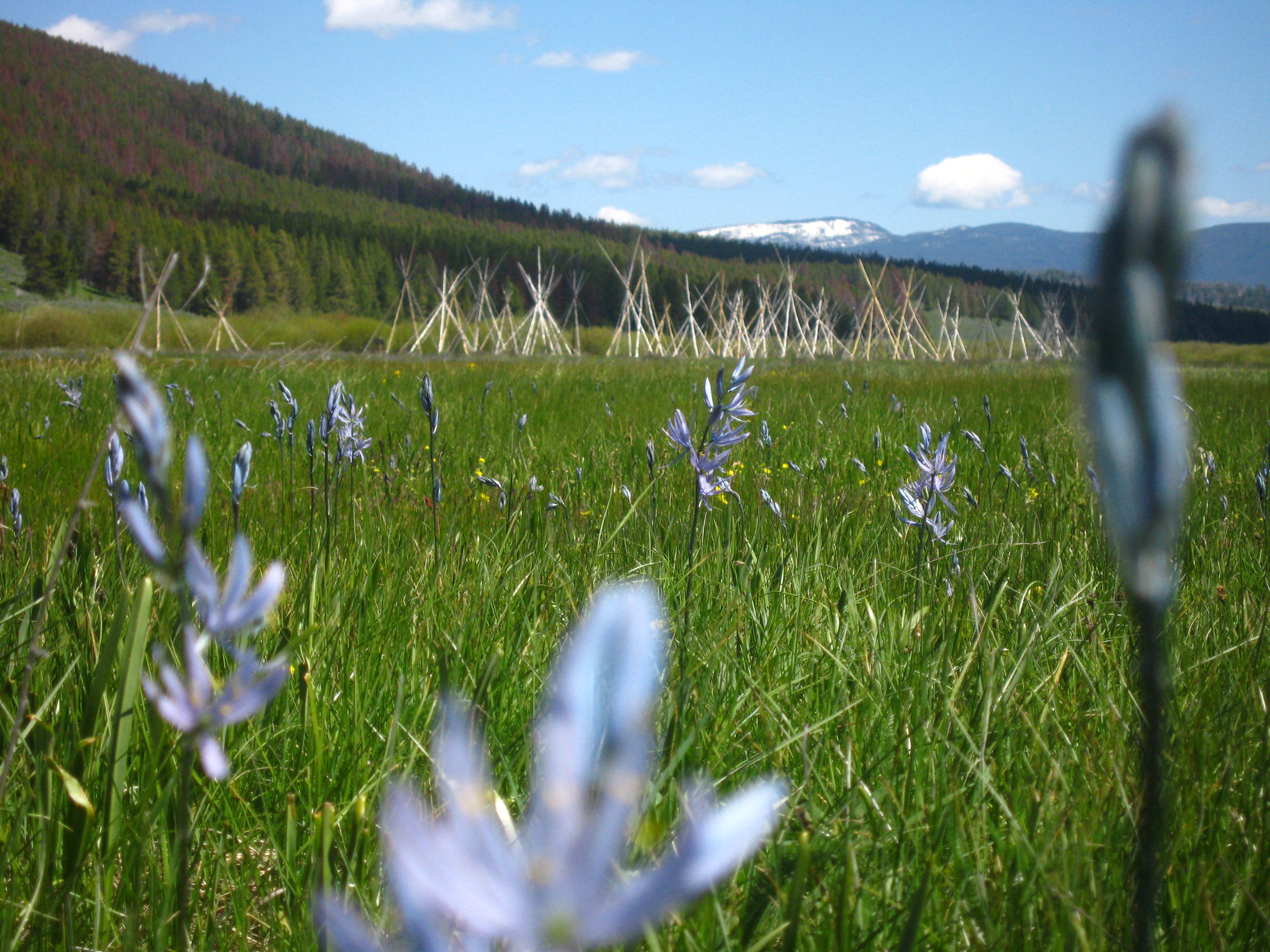 Camas Blooms Near the Nez Perce Camp at the Big Hole