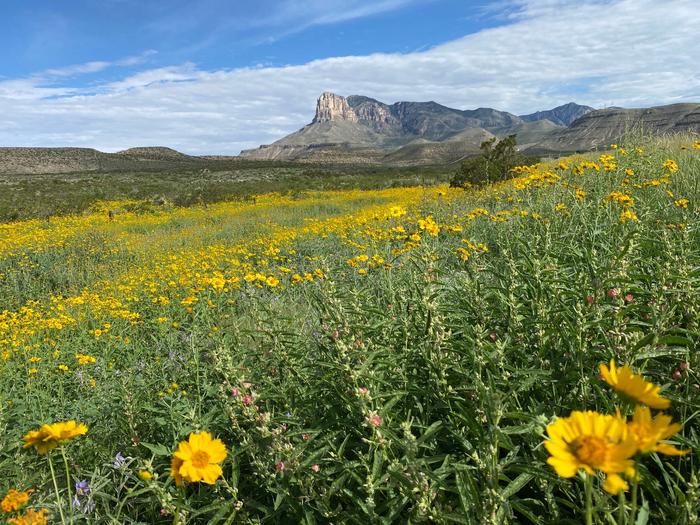 Summer rains create a field of flowers with El Capitan and the Guadalupe Mountains in the background.  