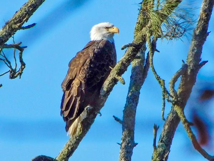 Bald EagleLake Sonoma Wildlife