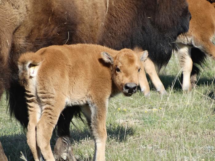 A young bison calf.Fort Peck has its own bison herd.  Located to the north and west of the Town of Fort Peck.