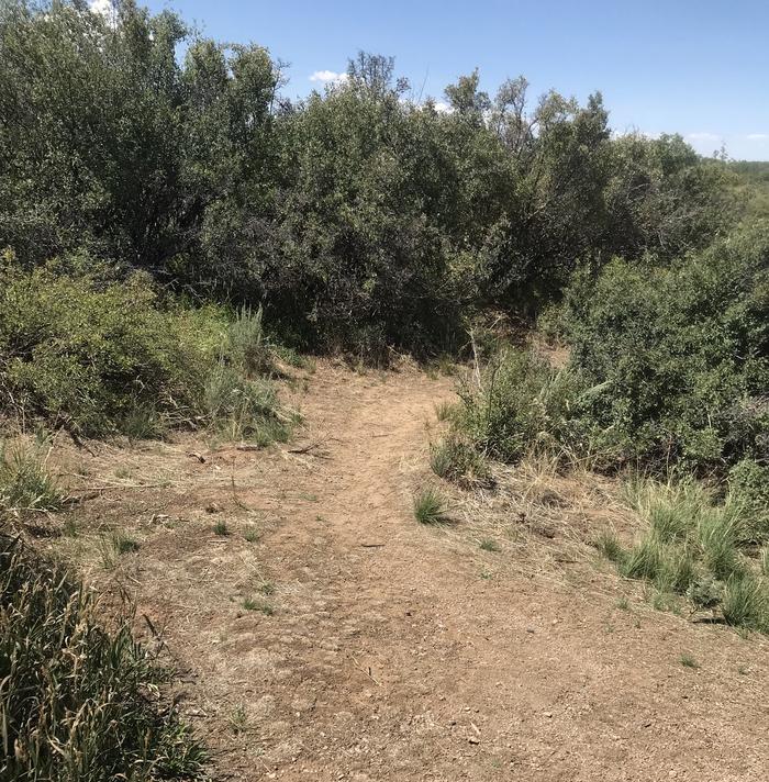 View of short trail leading to alternative tent space within Campsite A-014