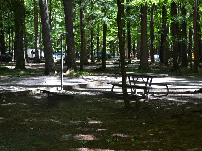 Cataloochee Campground Site 2Picnic table with tent pad and firering