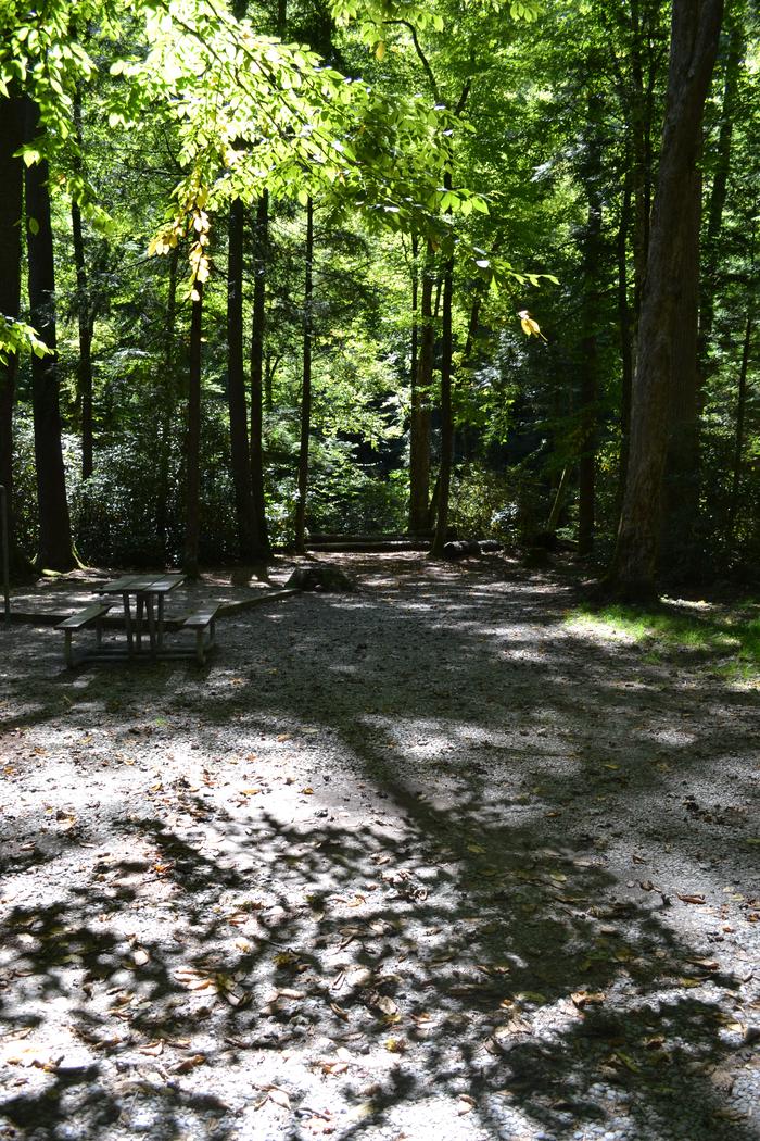 Cataloochee Campground Site 5Picnic table and tent pad for site 5 at Cataloochee