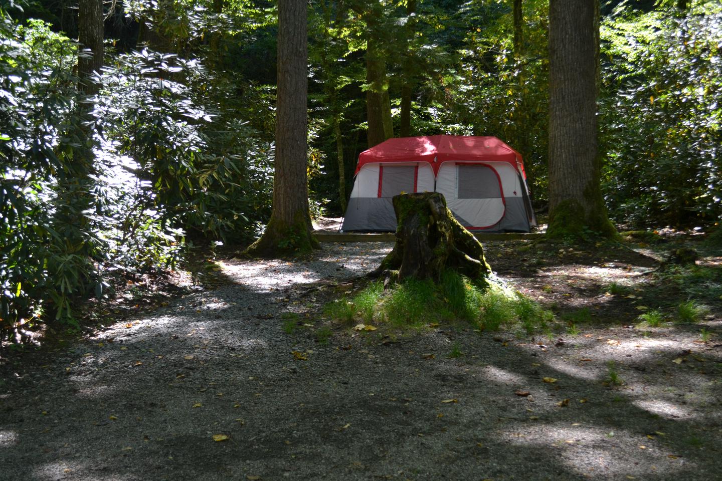 Site 7Tent pad surrounded by large trees 