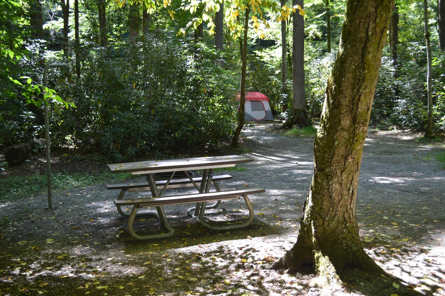 Site 7 at CataloocheePicnic table with tent pad shown in background