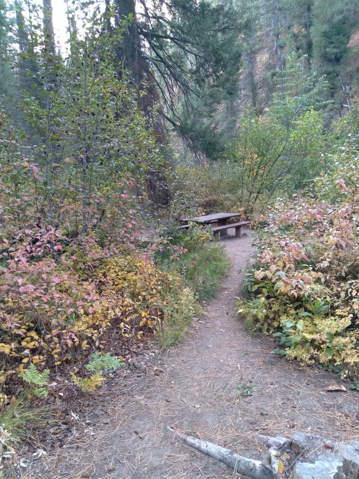 A campsite down a woodland path.Ten Mile Site 3 is down a short path.