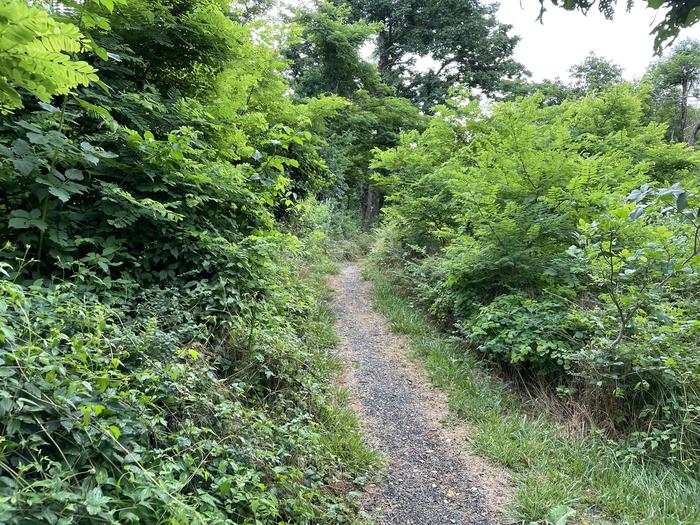 A photo of trail to Site 031 of Loop Lower Loop at Loft Mountain Campground