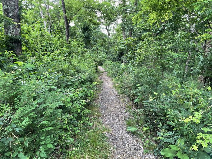 A photo of trail to Site 030 of Loop Lower Loop at Loft Mountain Campground