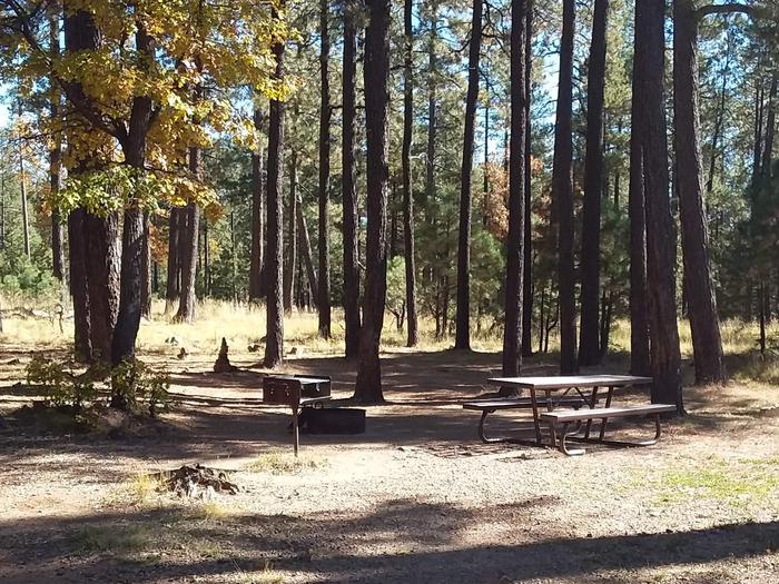 Site 8 with a grill and campfire next to a table and trees.Campsite 8 is shady, with a table, and campfire/grill area.
