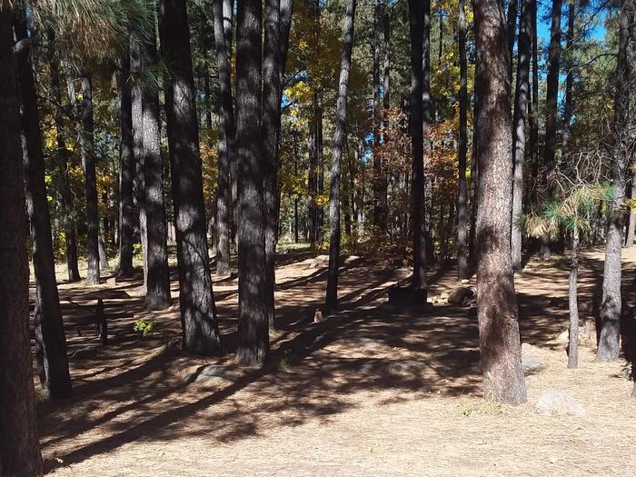 Dark photo of site 10 where a grill is barely visible between a cluster of trees.Site 10 with its Grill and shaded area amongst trees.