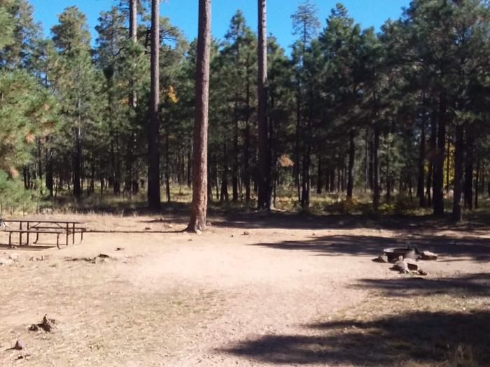 Site 11 clearing in front of woods, with a table and campfire ring.Campsite 11 has open space with a picnic table and campfire ring.