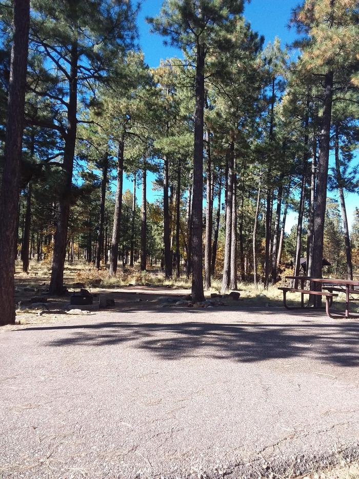 View of Crook Campground Site 1: shows fire pit and picnic tableCrook Campground Site 1 Loop A