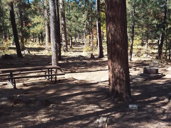 Site 25 has some trees and both picnic table and campfire grillCampsite 25 has some trees and both picnic table and campfire grill