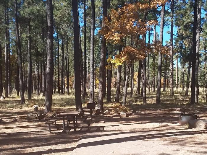 Site 61 in front of many trees with a table, grill, and fire ring.Campsite 61 has trees with a table, grill, and fire ring.