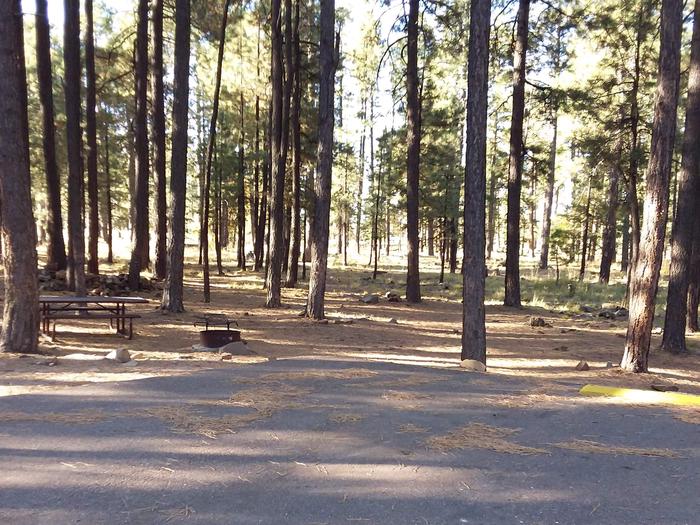 Campsite 16 with a picnic table and campfire ring, shaded by surrounding forest