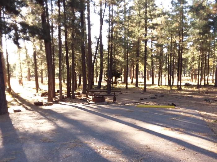 Campsite 19 with a picnic table and campfire ring, partially shaded by surrounding forest