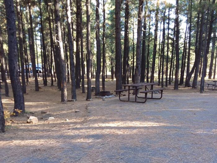 Campsite 23 with a picnic table and campfire ring, shaded by surrounding forest