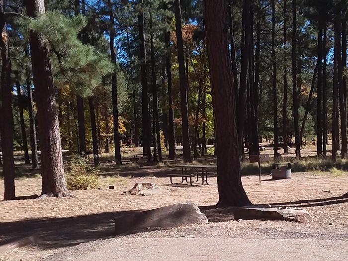 Site 101 surrounded by trees with table, and campfire ring.Campsite 101