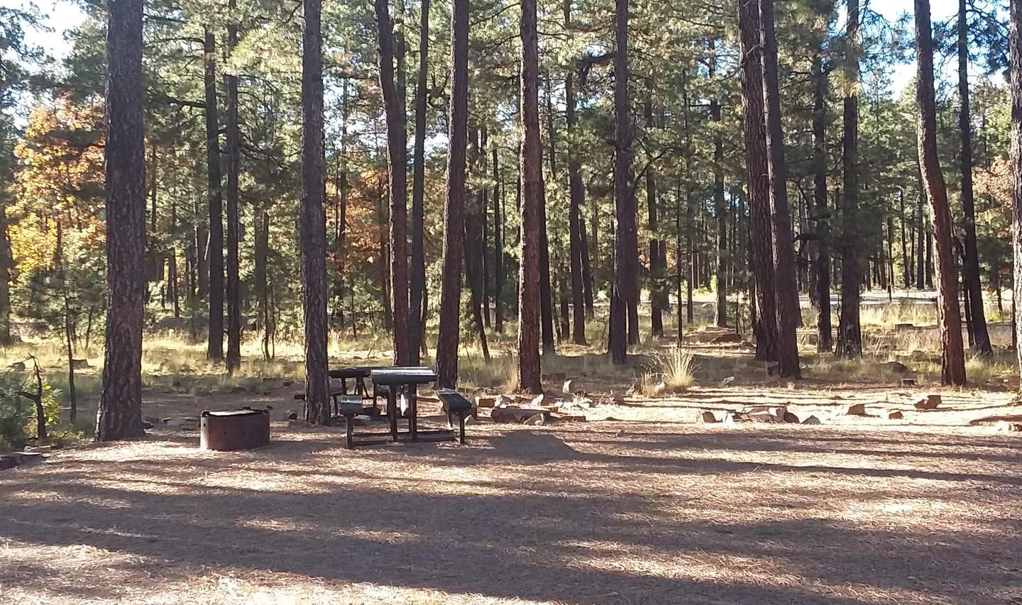 Site 5 with a campfire ring, picnic table, and parking.