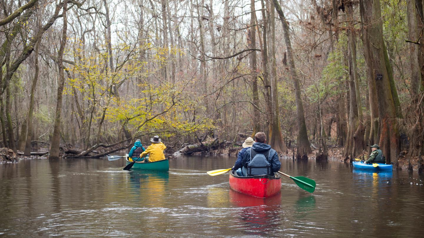Two canoes and a kayak gently floating down the Cedar Creek Canoe Trail in early spring. A ranger led canoe tour on the Cedar Creek Canoe Trail in Congaree National Park.