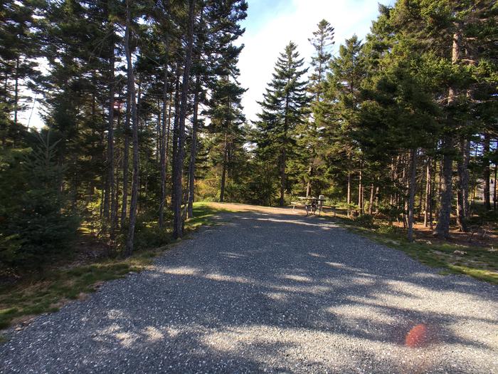 A photo of Site A41 as Viewed From The RoadA photo of Site A41 of Loop A-Loop at Schoodic Woods Campground with Picnic Table, Electricity Hookup, Fire Pit