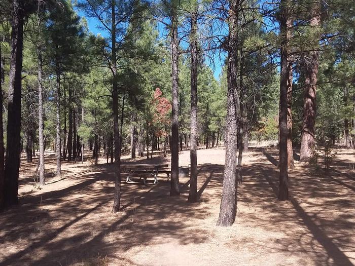 Squirrel Loop Site 20 partially shaded with a picnic table and fire pit