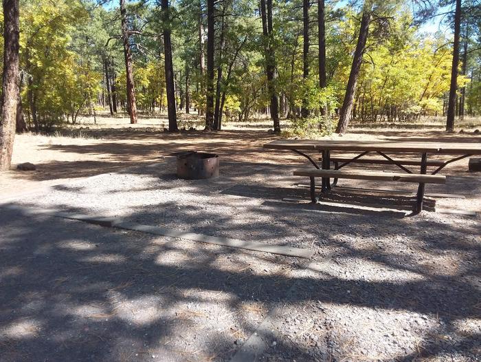 Site 39 with its table and fire ring in shade of surrounding treesCampsite 39