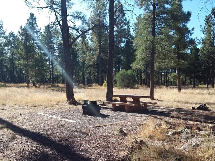 Loop C Campsite 32 with a picnic table and fire ring
