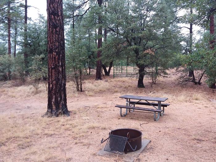 Site 1 campfire ring and table with trees and enclosure.Campsite 1