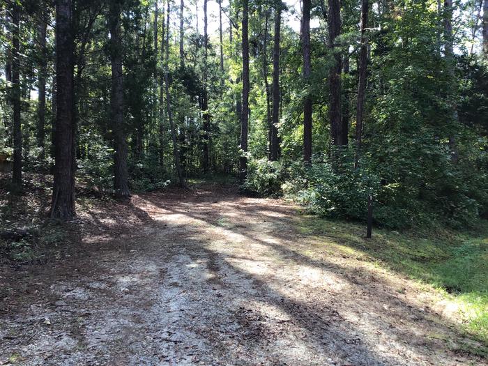A photo of Site 01 of Loop Woods Ferry at Woods Ferry Campground (SC) with No Amenities Shown