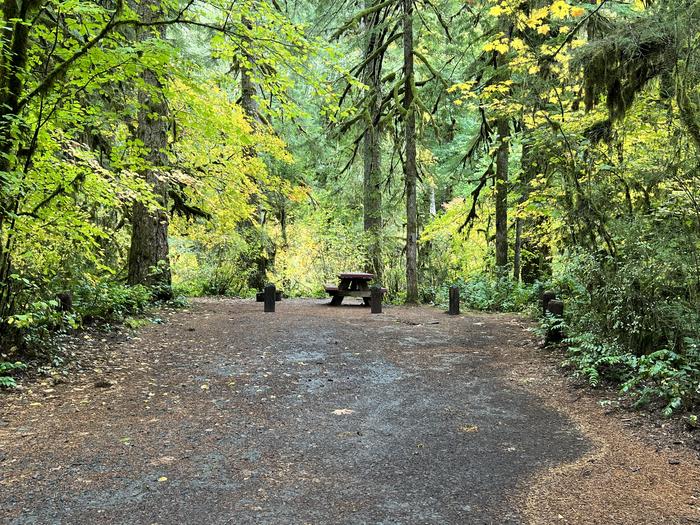 Troutcreek Campground located in the Willamette National ForestTrout Creek Campground - Site 006