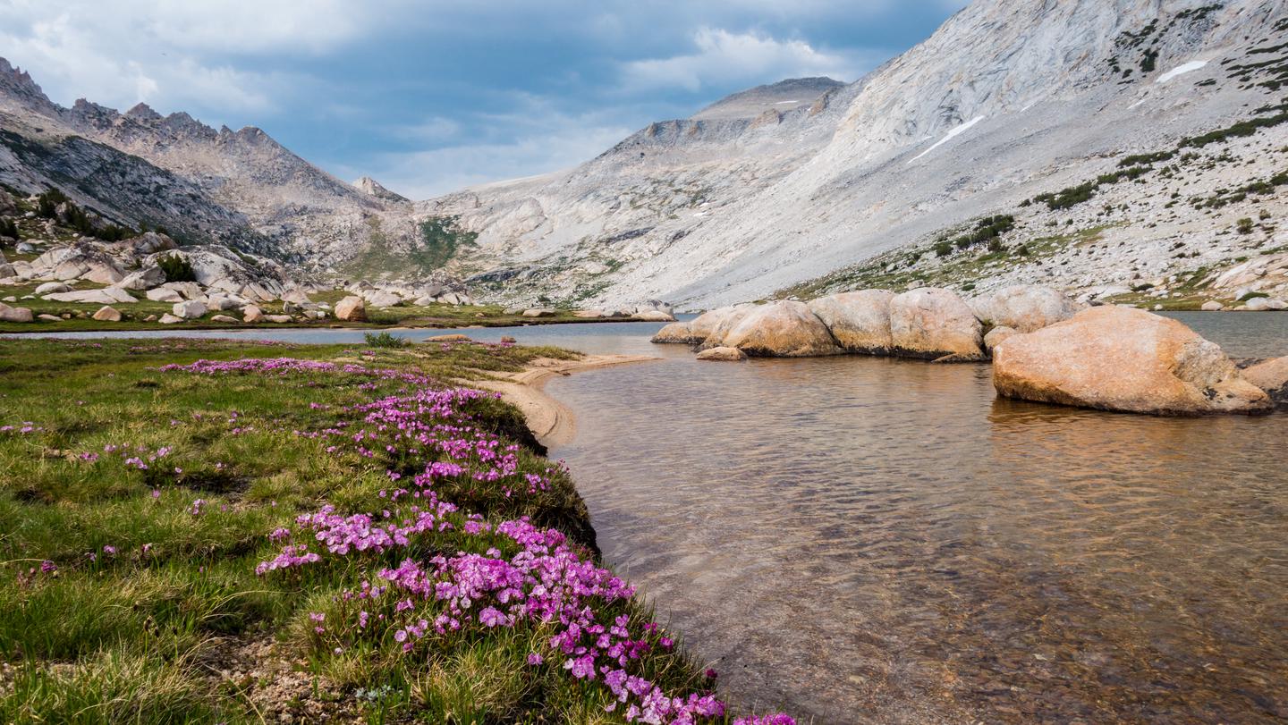 View of lake with purple flowers in the foreground and mountains in the distanceLakeside in Yosemite Wilderness