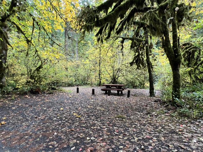 Trout Creek Campground located in the Willamette National Forest.Trout Creek Campground - Site 020
