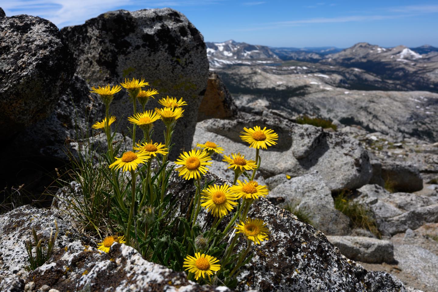 Closeup view of yellow flowers and scenic vista in background.Alpine Gold near the top of a peak in the High Country. Even at the highest elevations where vegetation becomes scarce, you can still find thriving wildflowers. 
