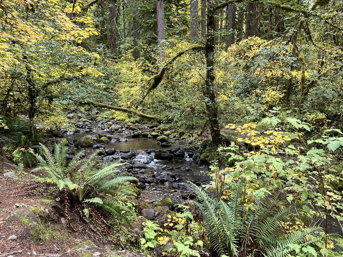 South Santiam RiverTrout Creek Campground