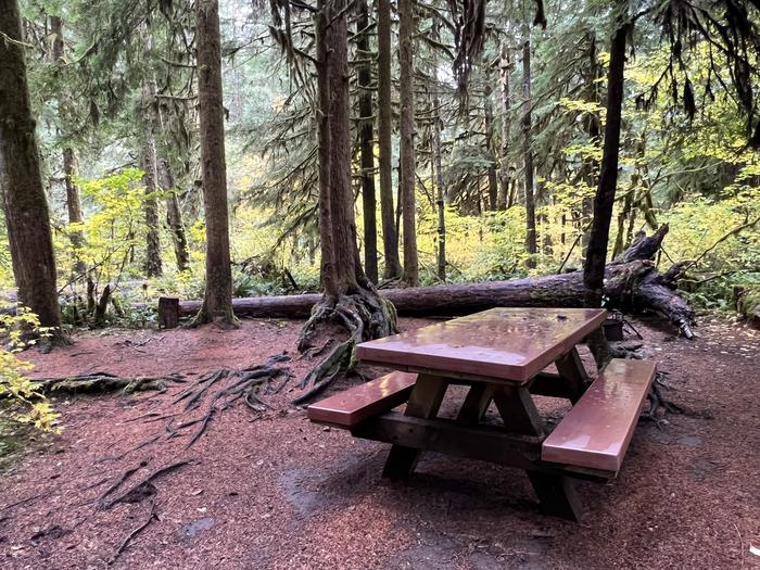 Picnic table and exposed tree roots.Yukwah Campground - Site 005
