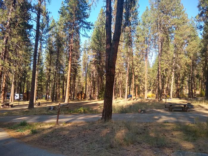 A campsite in the woods with a paved driveway.Grayback Gulch Site 16.