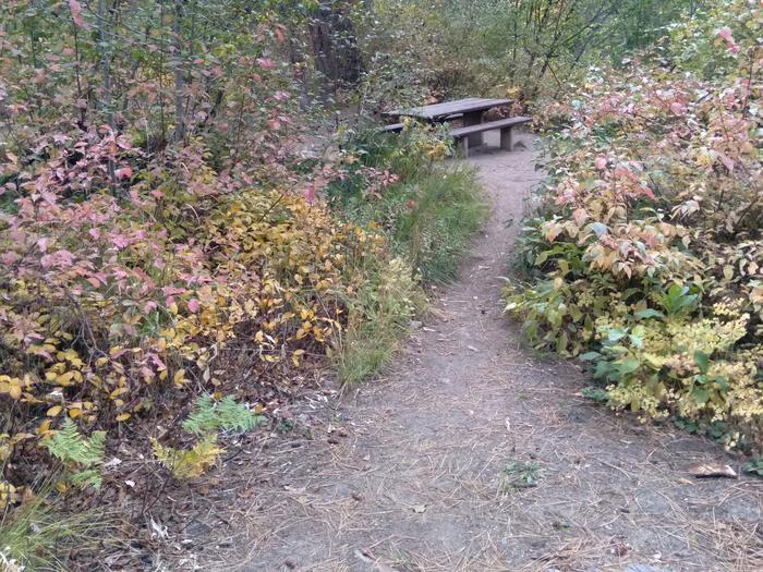 A picnic table surrounded shrubbery.Ten Mile Site 3.  The camping area is down a small path.