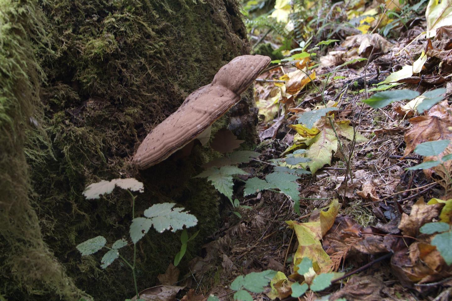 Mushroom at Shotgun RAA fungus among-us at Shotgun Creek