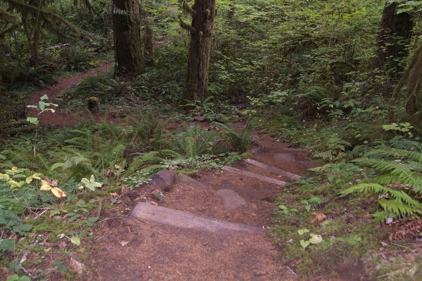 StepsSteps in the Shotgun nonmotorized trail system. 