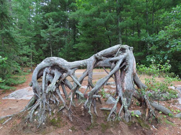 Unique feature of uprooted root system from fallen tree