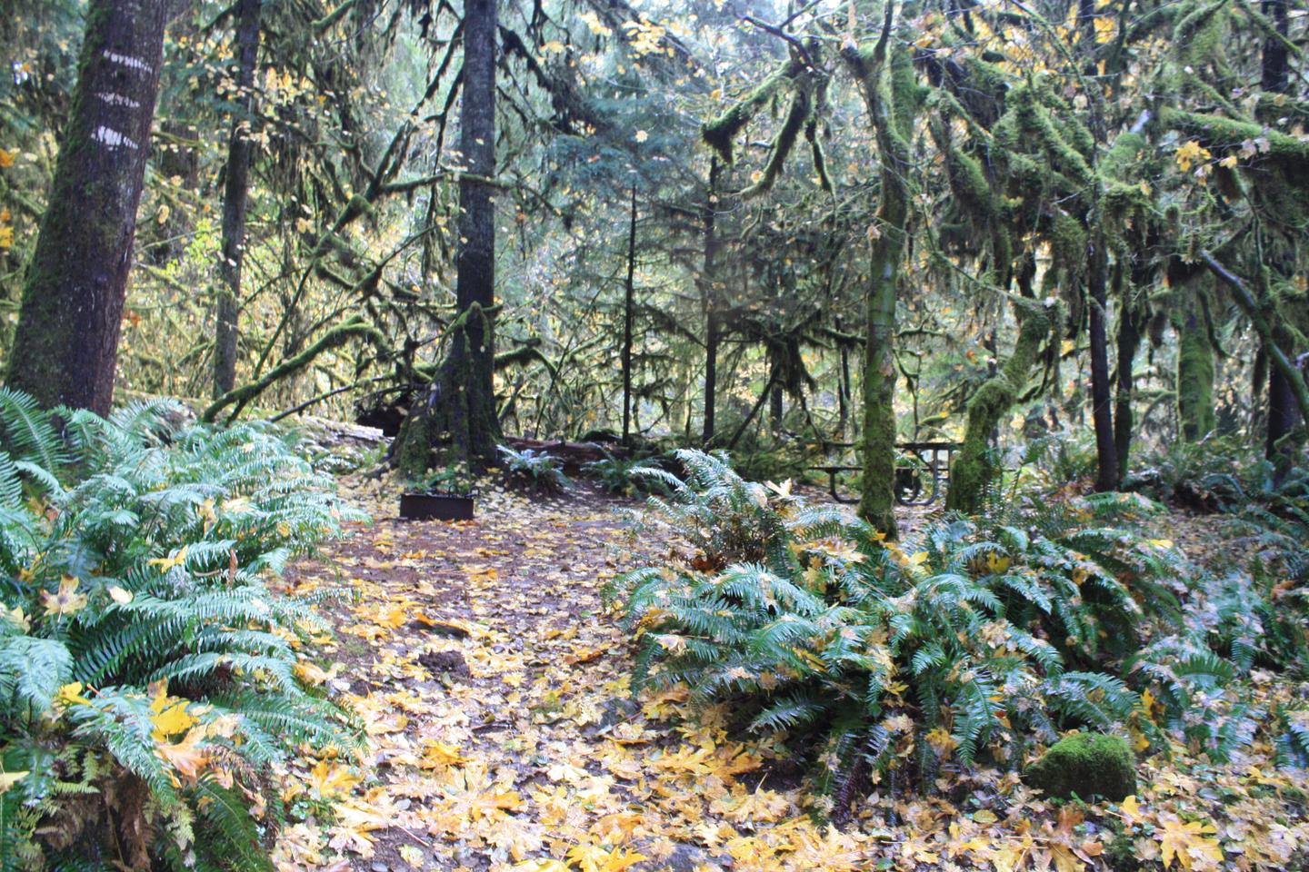 House Rock Campground located in the Willamette National ForestHouse Rock - Site 13