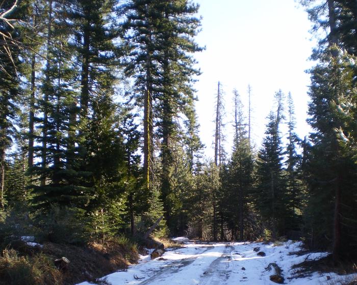 Dense forested stand and a snow covered forest road.Make sure to cut your tree from a dense stand rather than a single tree in an open area.  This will help thin the forest to help remaining trees have more space to grow.
