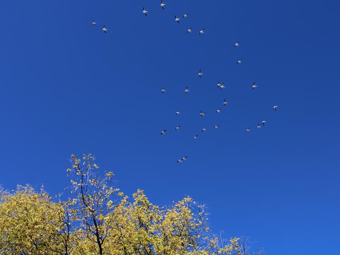 Pelicans in Flight Over Cottonwood
