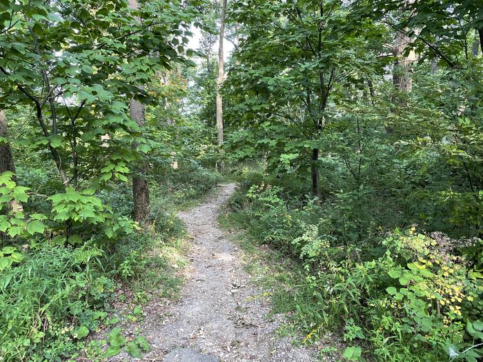 A photo of trail to Site 016 of Loop Upper Loop at Loft Mountain Campground