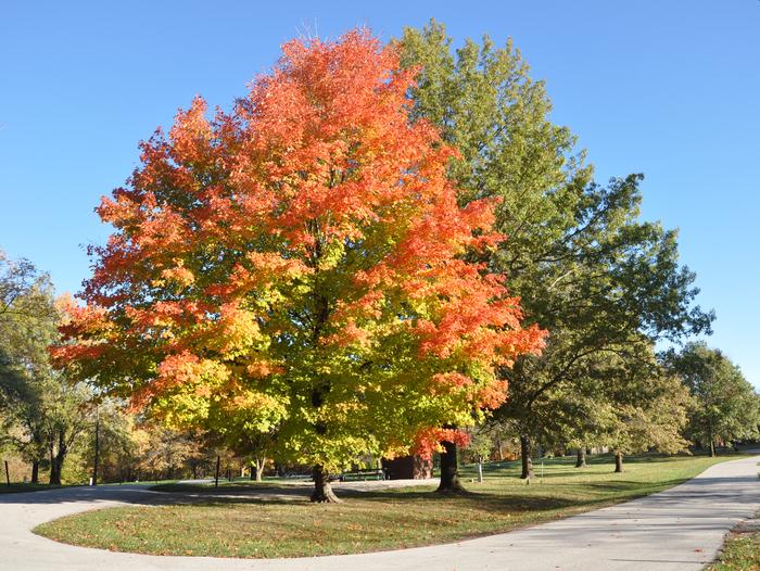 Acorn ValleyFall Tree Color