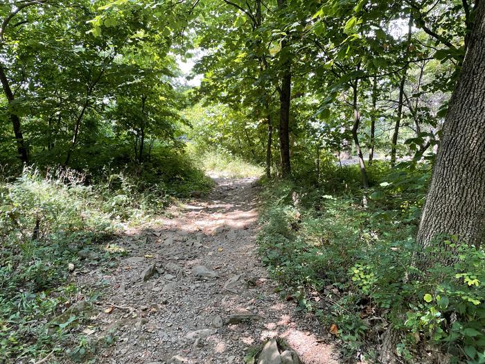 A photo of trail to Site 019 of Loop Lower Loop at Loft Mountain Campground