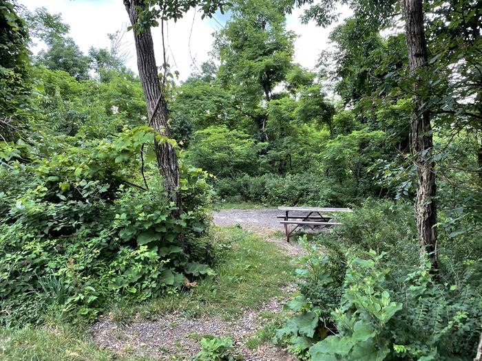 A photo of Site A077 of Loop A Loop at Loft Mountain Campground with Picnic Table